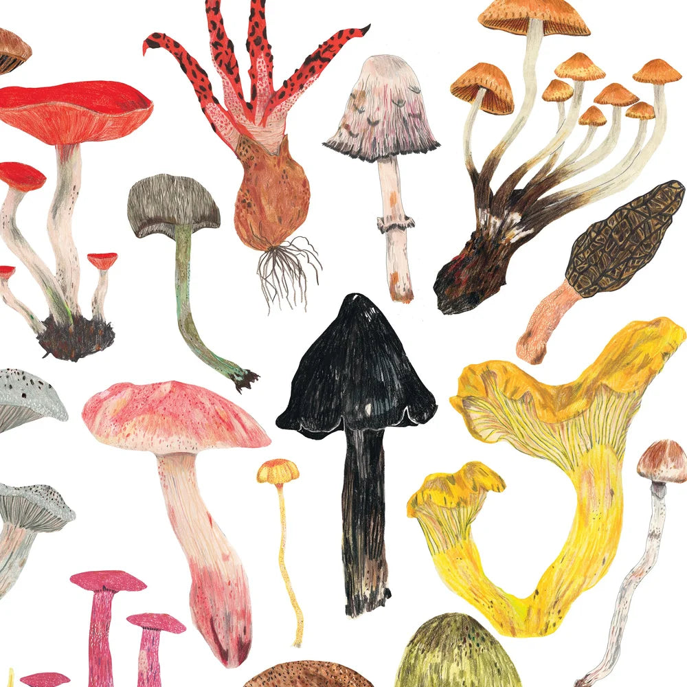 Mushroom and Toadstool A4 Print by James Barker - THE BRISTOL ARTISAN