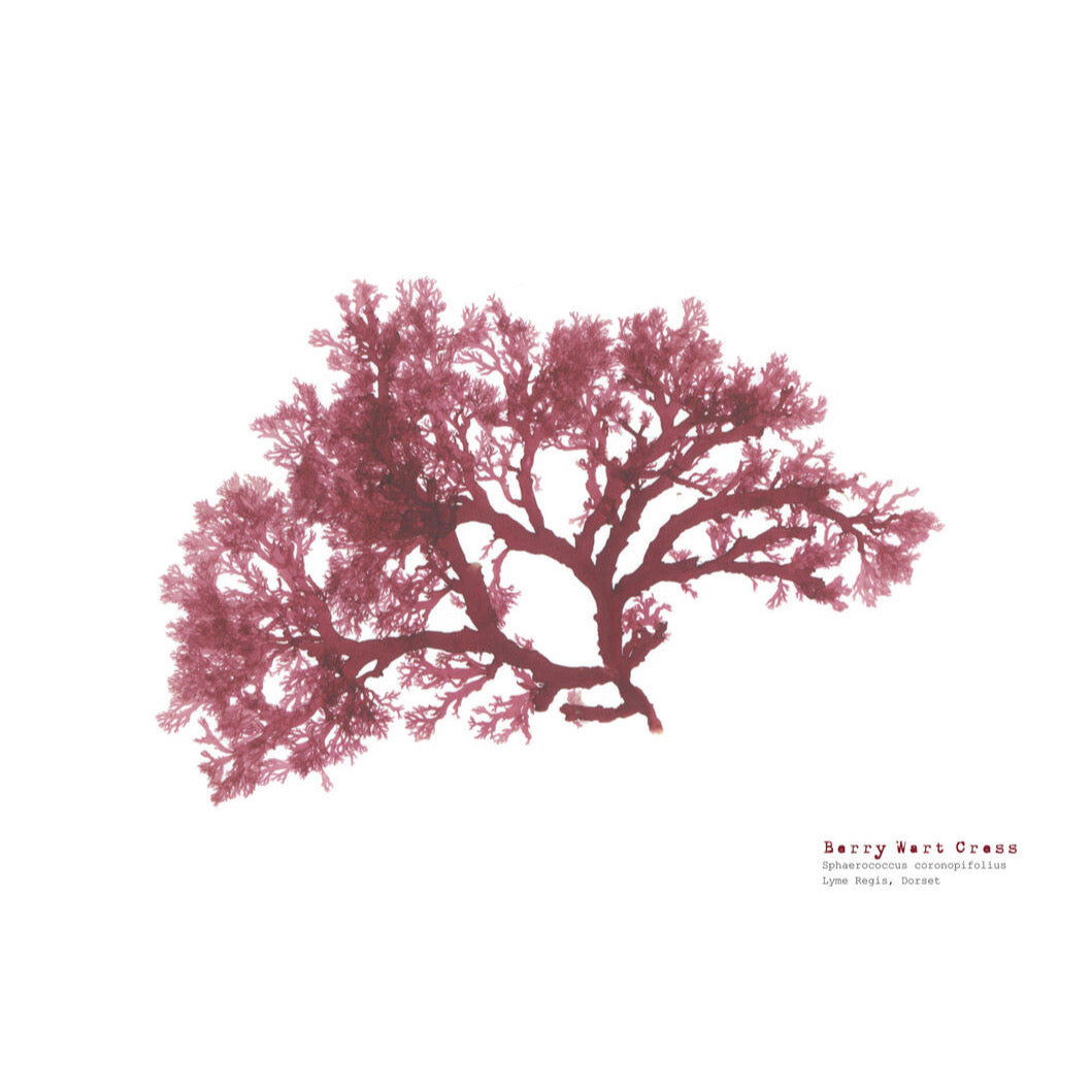 Berry Wart Cress A3 Pressed Seaweed Print - The Bristol Artisan Handmade Sustainable Gifts and Homewares.
