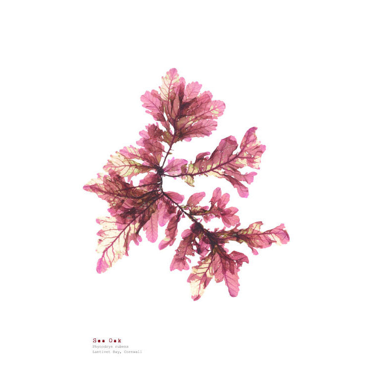 Sea Oak ii A3 Pressed Seaweed Print - The Bristol Artisan Handmade Sustainable Gifts and Homewares.