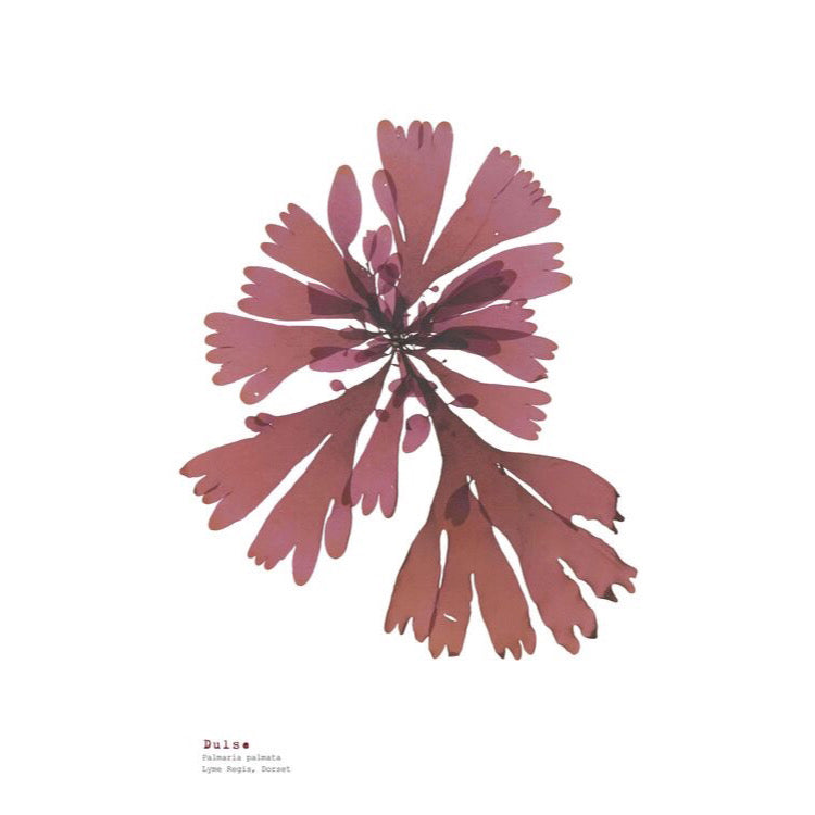 Dulse A3 Pressed Seaweed Print - The Bristol Artisan Handmade Sustainable Gifts and Homewares.
