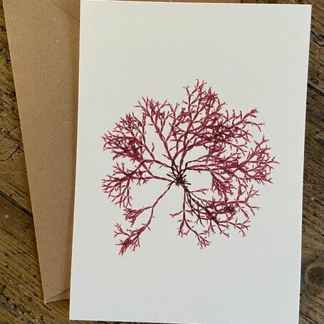 Bunny Ears Seaweed Card - THE BRISTOL ARTISAN