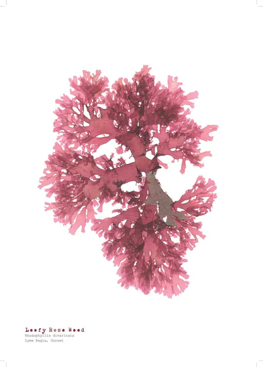 Leafy Rose Weed A3 Pressed Seaweed Print - THE BRISTOL ARTISAN