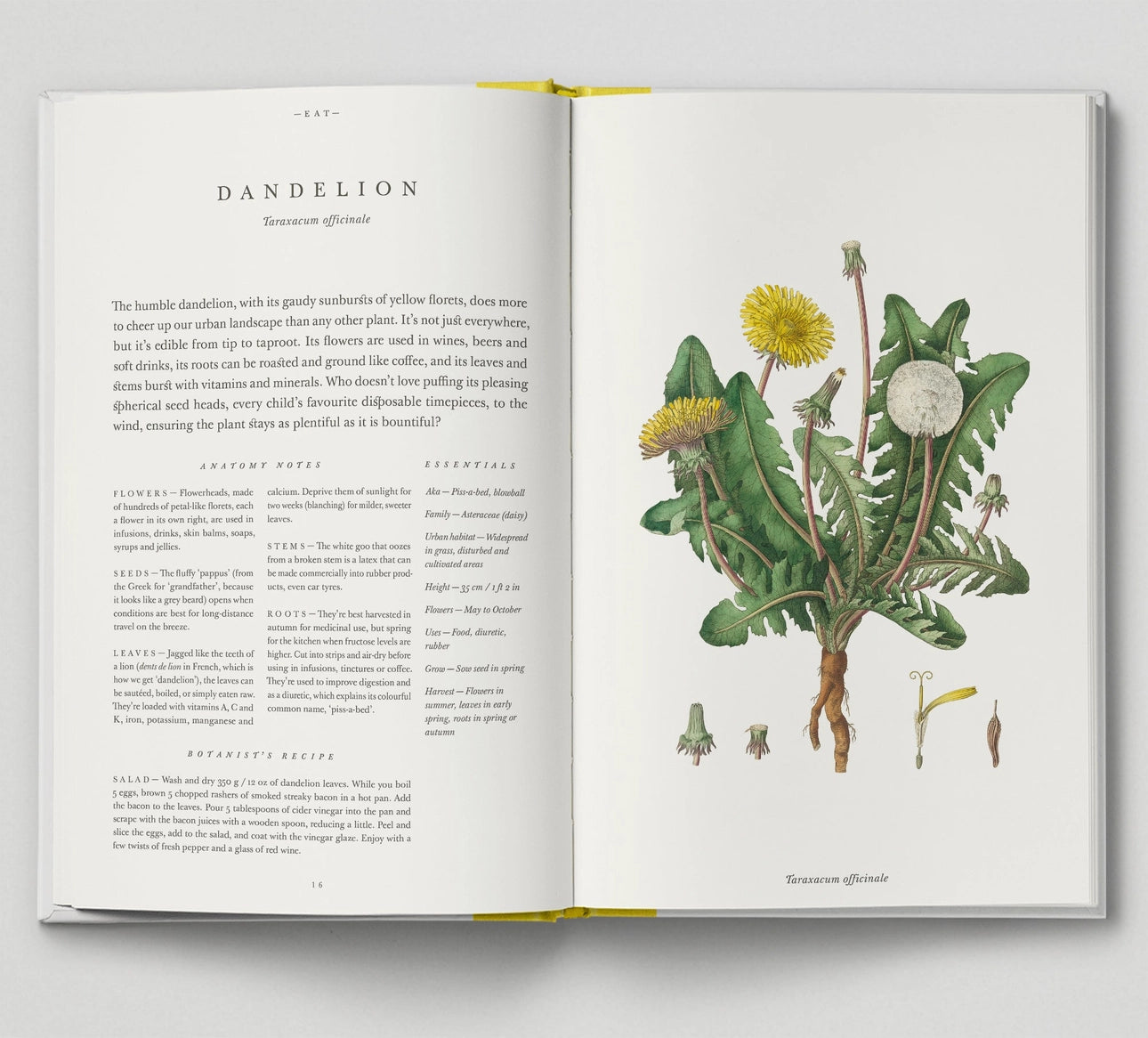 The Botanical City - THE BRISTOL ARTISAN