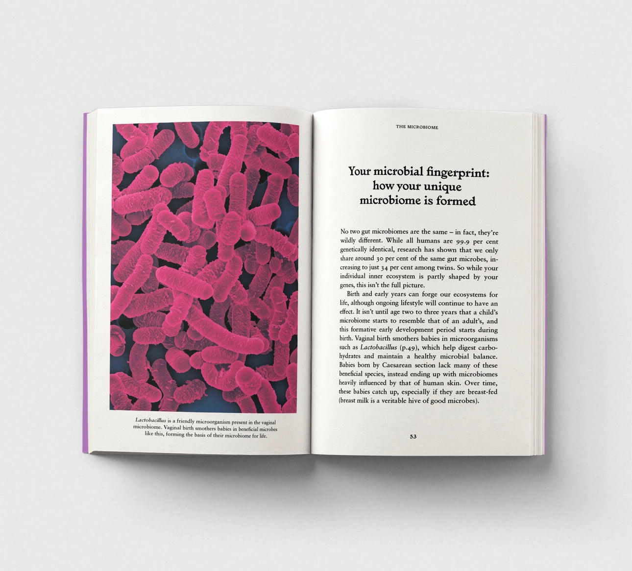 The Gut - A Pocket Primer - THE BRISTOL ARTISAN