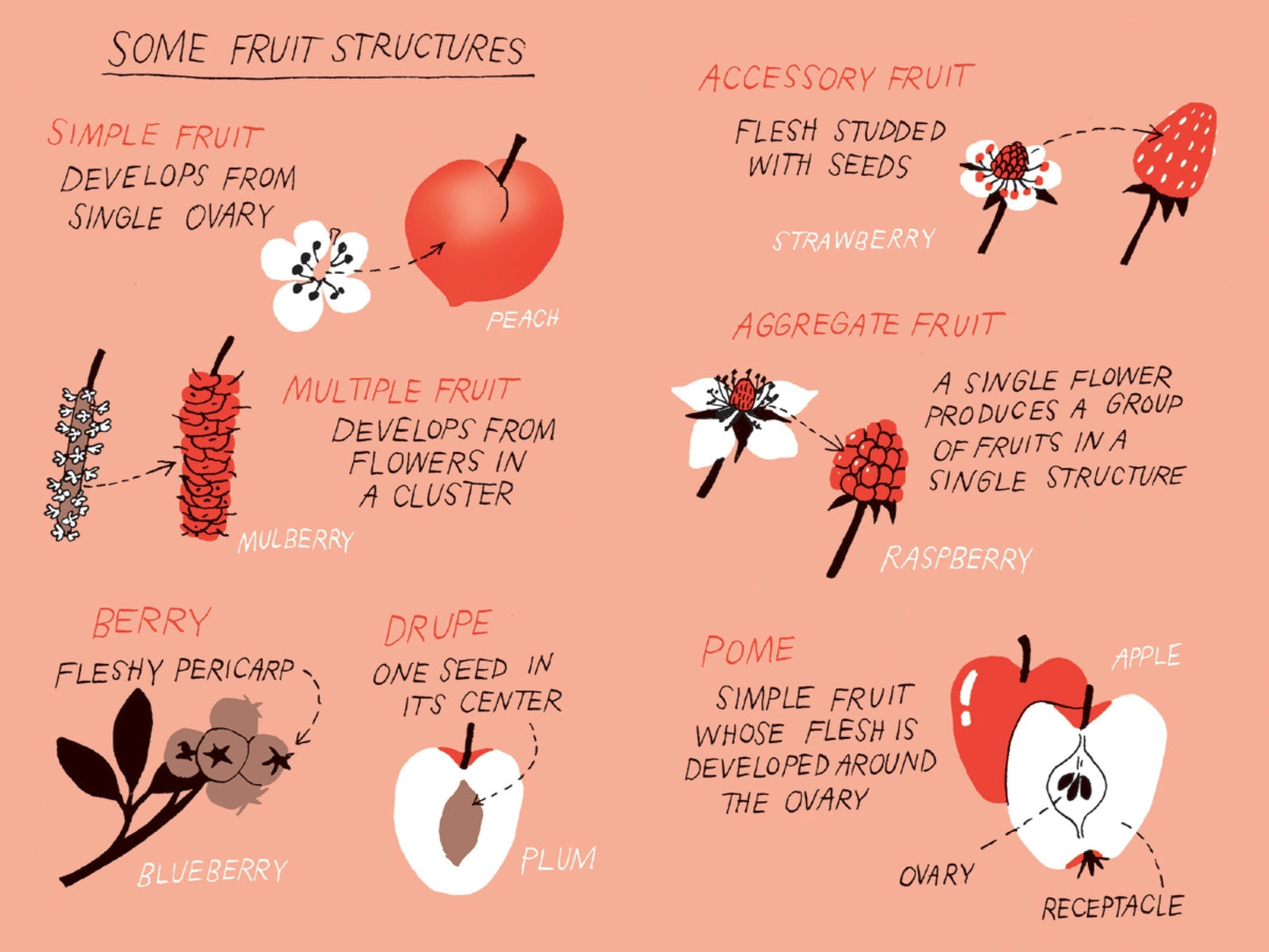 Fruit Harvesting: Discover Nature’s Abundance (Hardback)