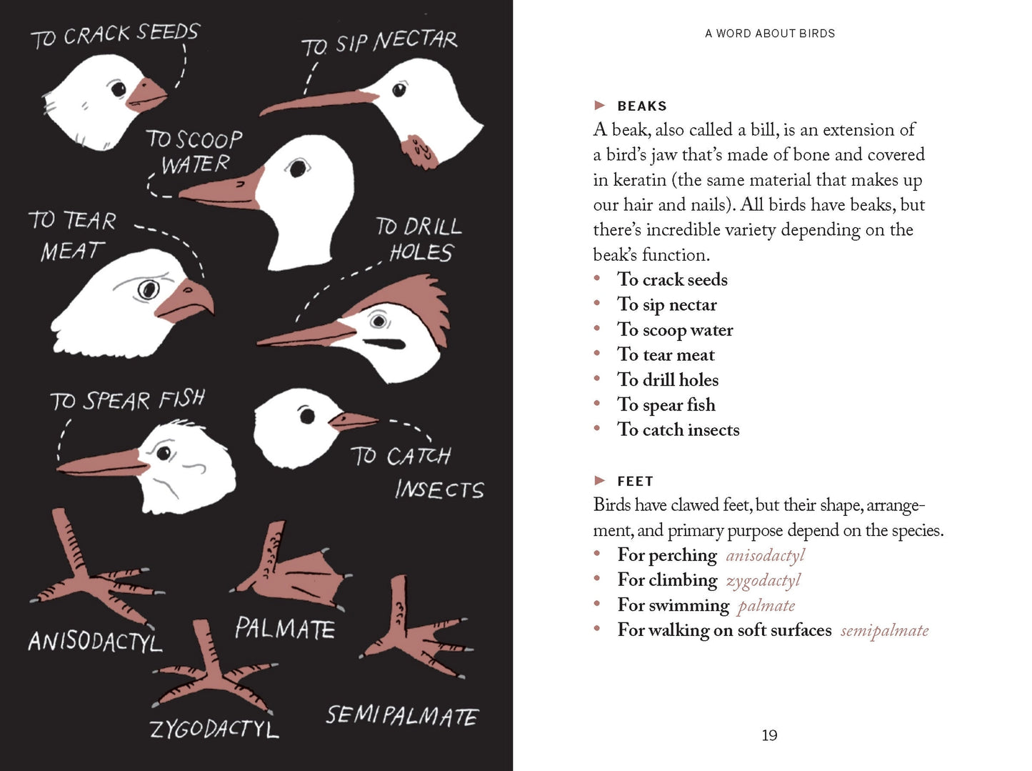 Pocket Nature: Bird Watching - THE BRISTOL ARTISAN