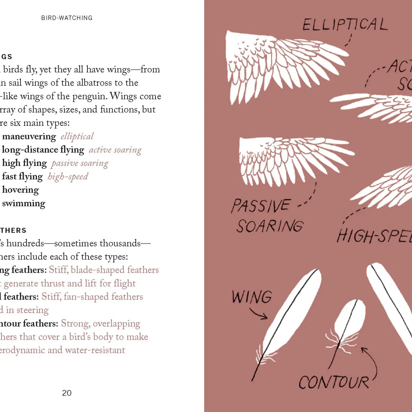 Pocket Nature: Bird Watching - THE BRISTOL ARTISAN
