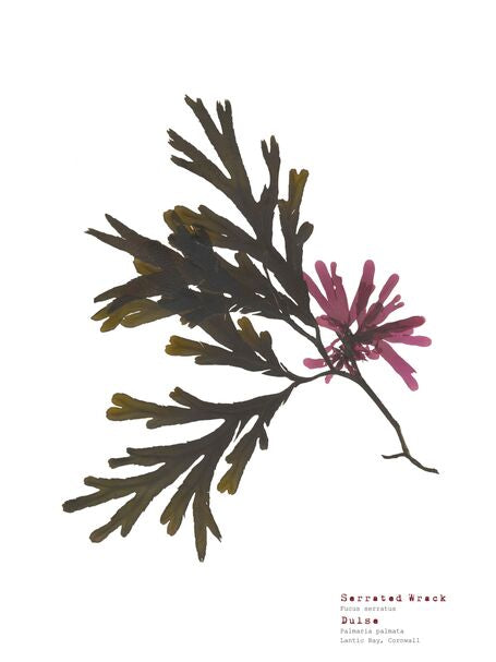Serrated Wrack and Dulse A3 Pressed Seaweed Print - THE BRISTOL ARTISAN