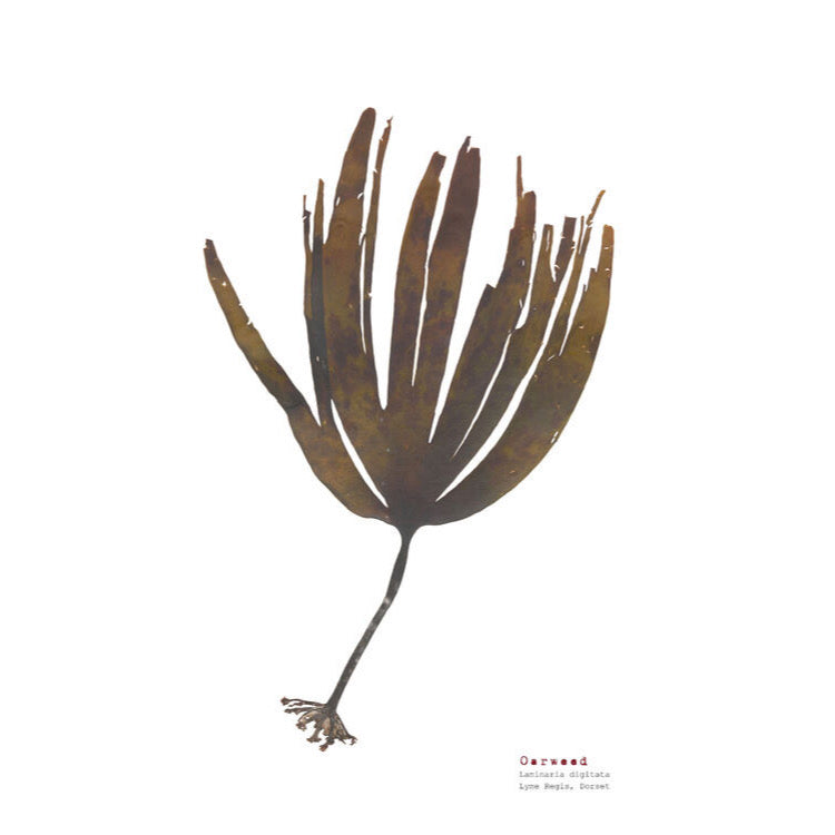 Oarweed A3 Pressed Seaweed Print - The Bristol Artisan Handmade Sustainable Gifts and Homewares.