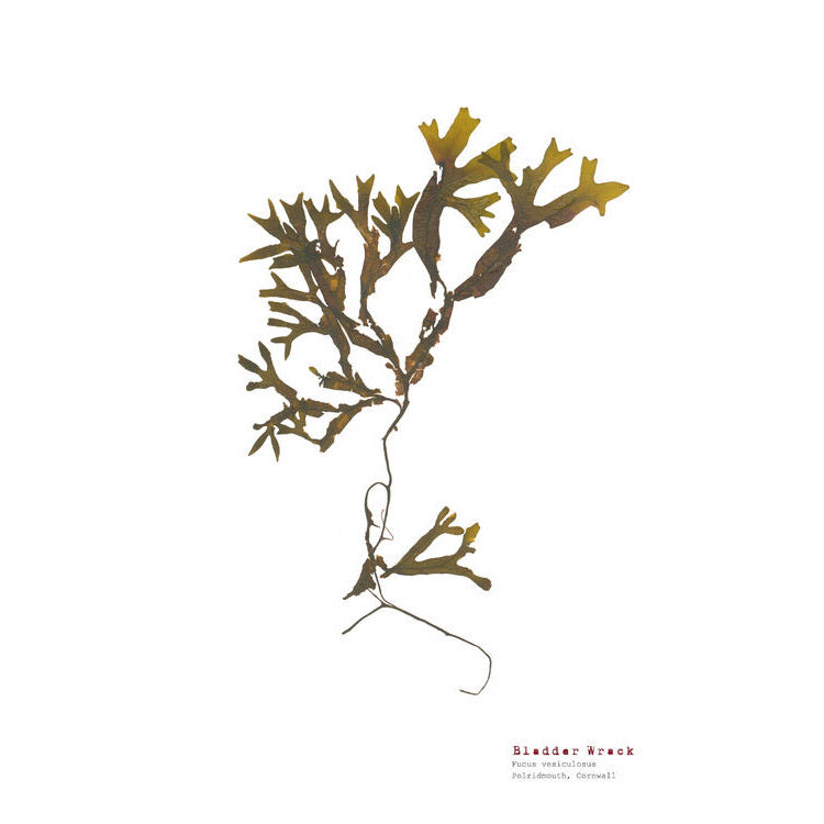 Bladder Wrack A3 Pressed Seaweed Print - The Bristol Artisan Handmade Sustainable Gifts and Homewares.
