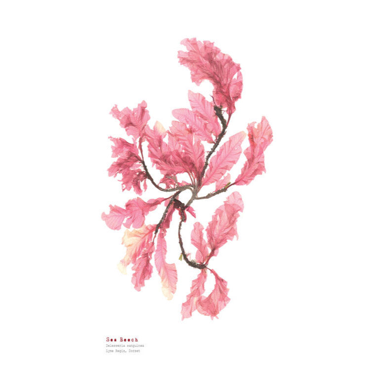 Sea Beech iii A3 Pressed Seaweed Print - The Bristol Artisan Handmade Sustainable Gifts and Homewares.
