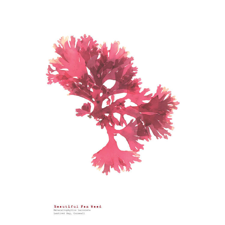 Beautiful Fan Weed A3 Pressed Seaweed Print - THE BRISTOL ARTISAN